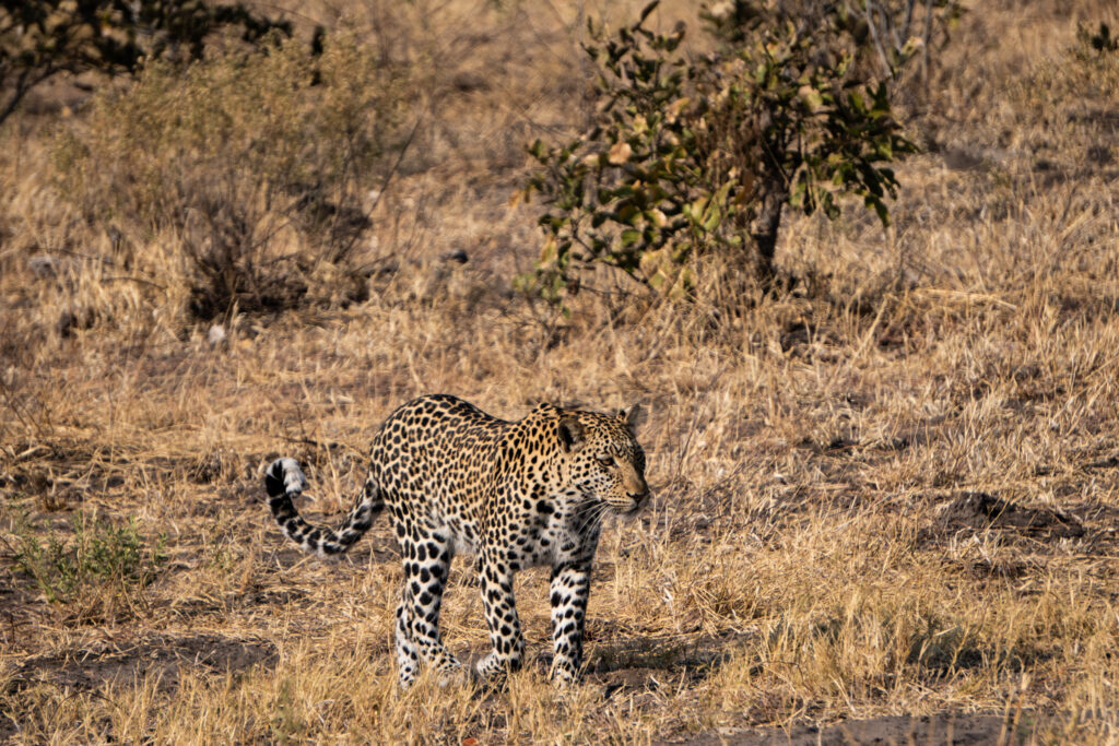 Leopard im Chobe Nationalpark