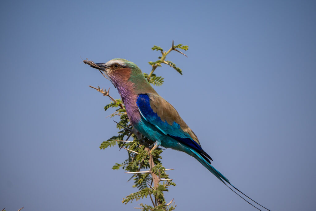 Der Chobe Nationalpark ist ein Vogelparadies