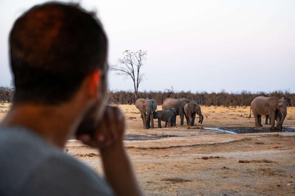 Im Chobe Nationalpark in Botswana leben viele Elefanten