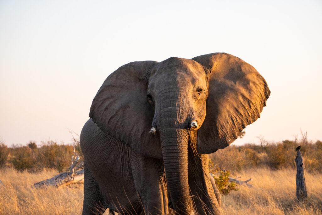 Elefant im Chobe Nationalpark in Botswana