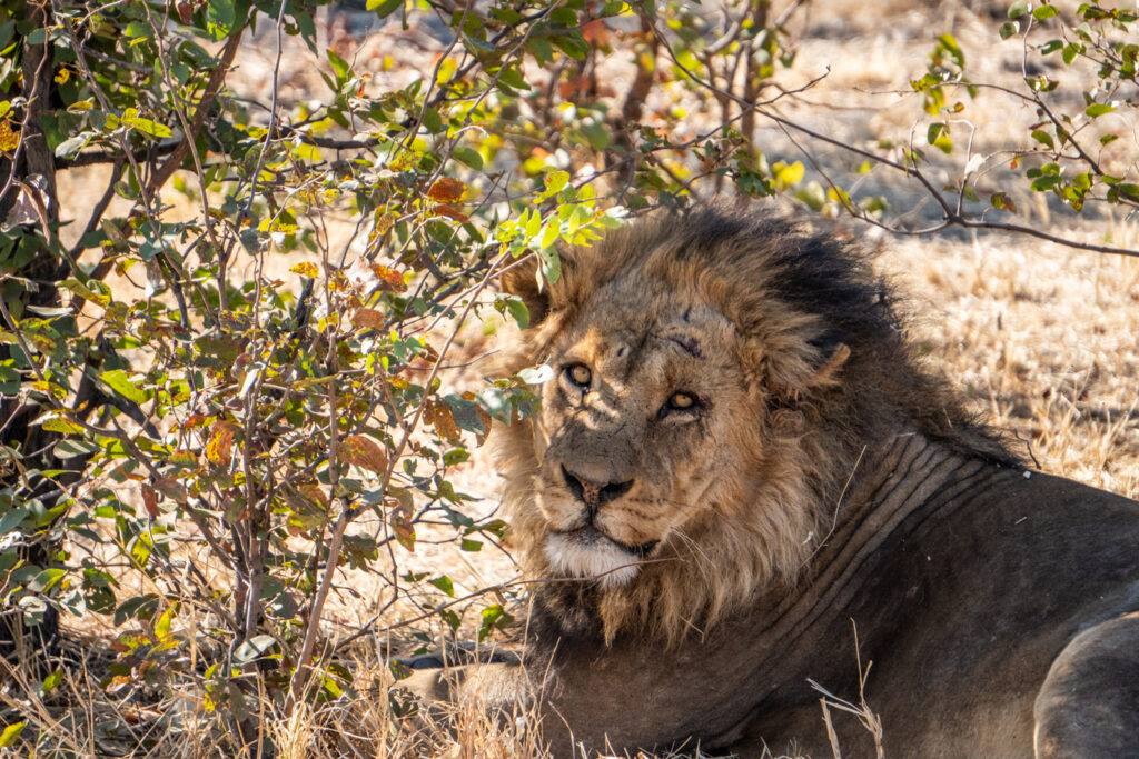 Löwe aus Savage Kingdom in der Mababe Depression