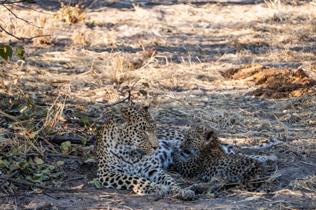 Leoparden im Mababe Private Reserve in Botswana