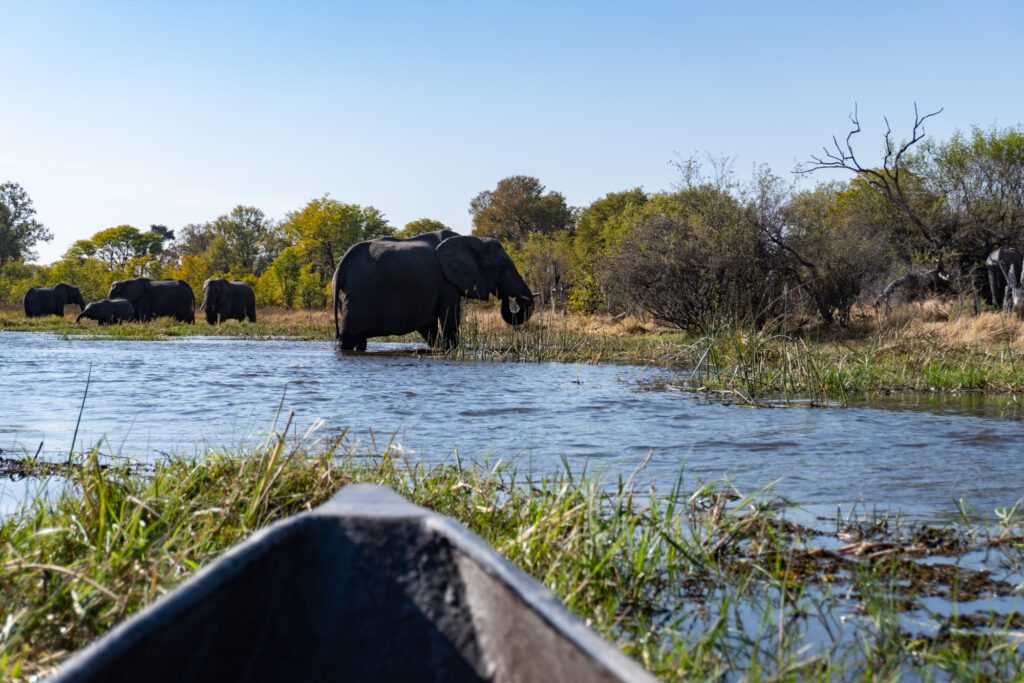 Mokoro Fahrt durch das Okavango Delta