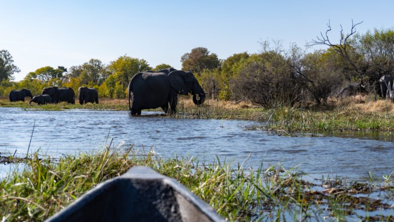 Mokoro Fahrt durch das Okavango Delta