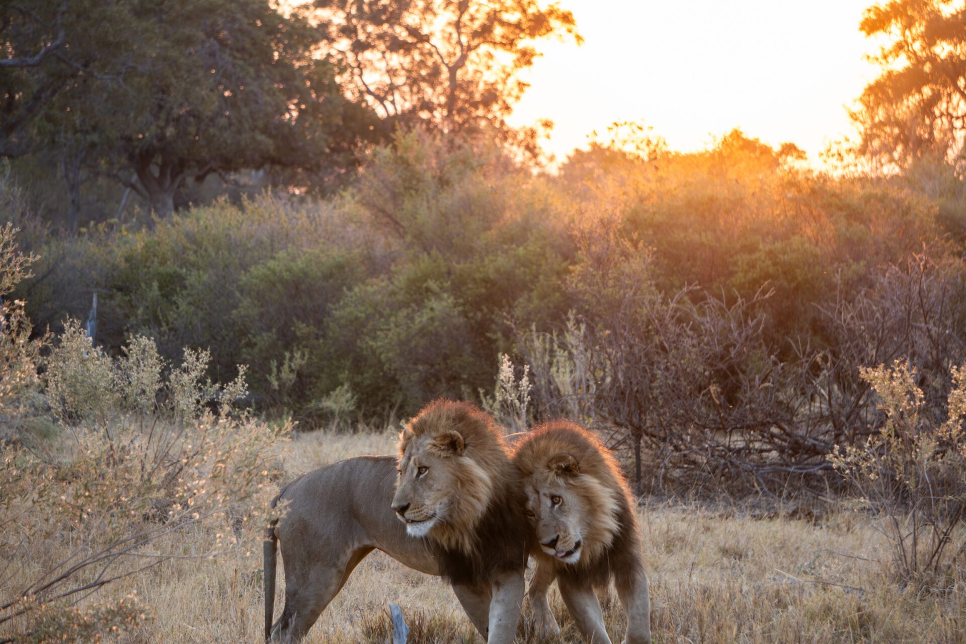 Löwen auf einer Botswana Reise