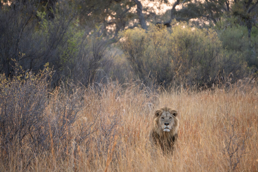 Löwe im Moremi Game Reserve im Okavango Delta