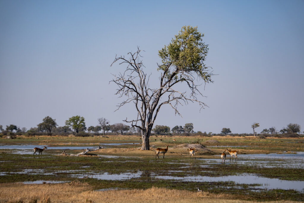 Vegetation des Okavango Deltas in Botswana