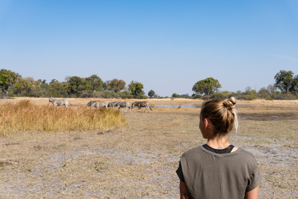 Wilde Zebras im Okavango Delta