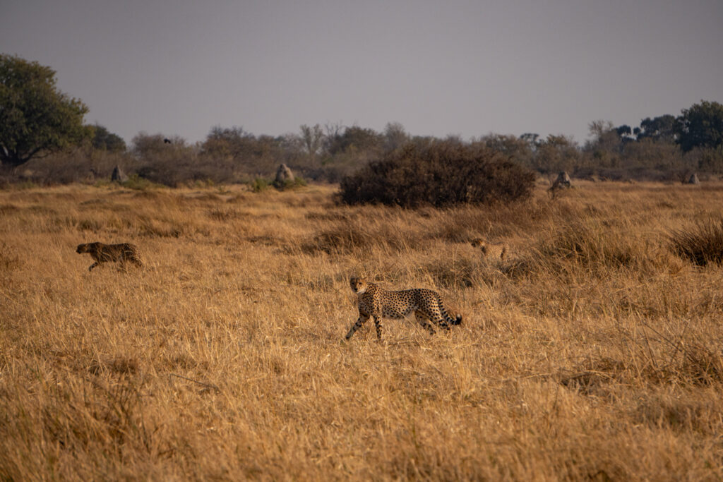 Gepard im Moremi Game Reserve im Okavango Delta