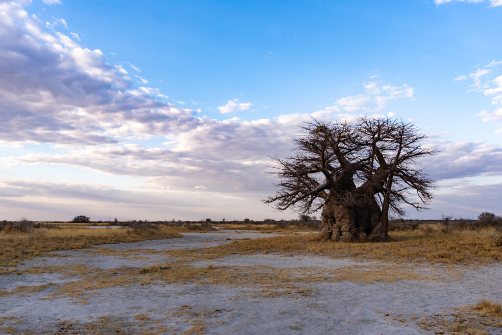 Botswana Reise: Boabab in den Makgadikgadi Pans