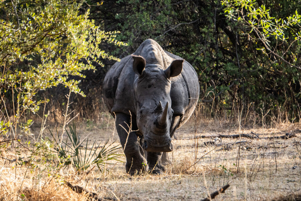 Rhino Walk in Livingstone Sambia