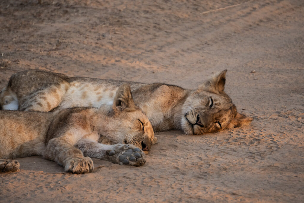 Schlafende Löwen im South Luangwa Nationalpark
