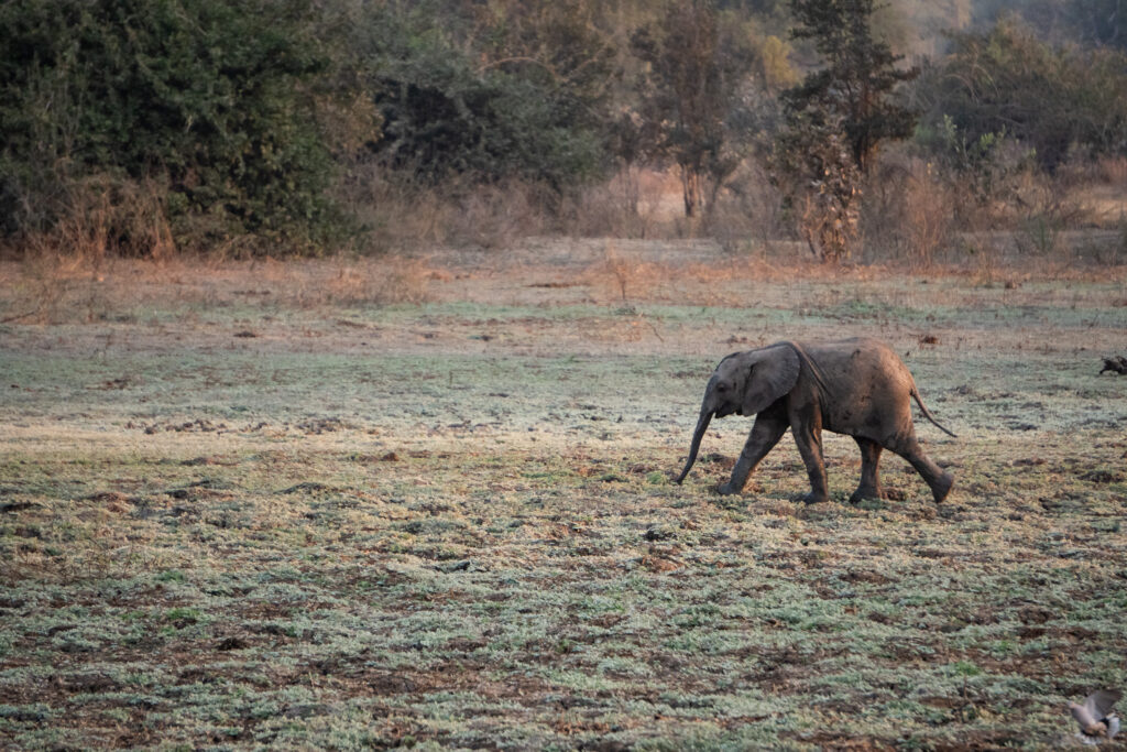 Elefantenbaby im South Luangwa Nationalpark