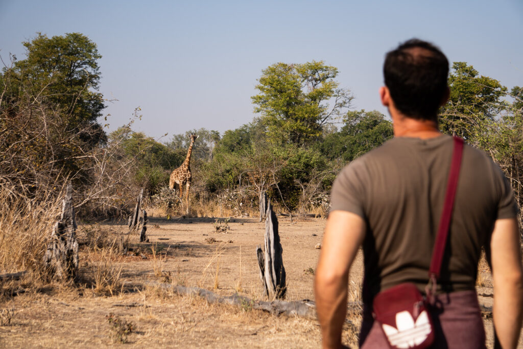 Giraffe auf einer Walking Safari im South Luangwa Nationalpark