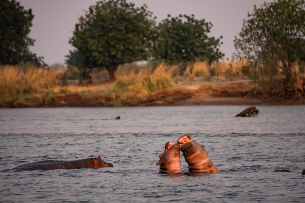 Nilpferde im Sambesi in Sambia
