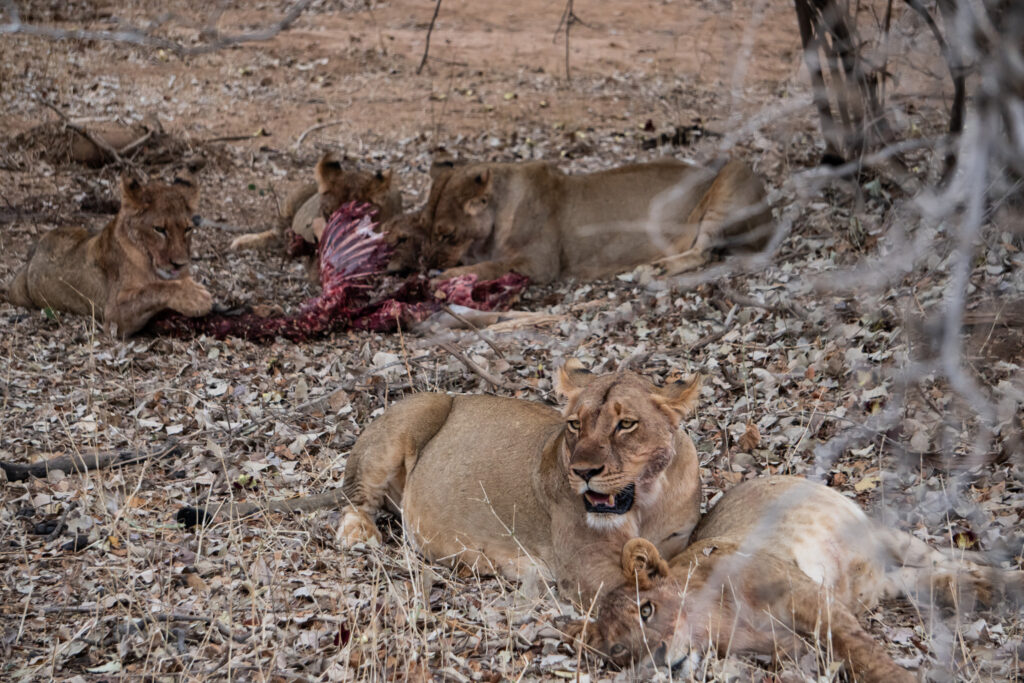 Löwen im Lower Zambezi Nationalpark