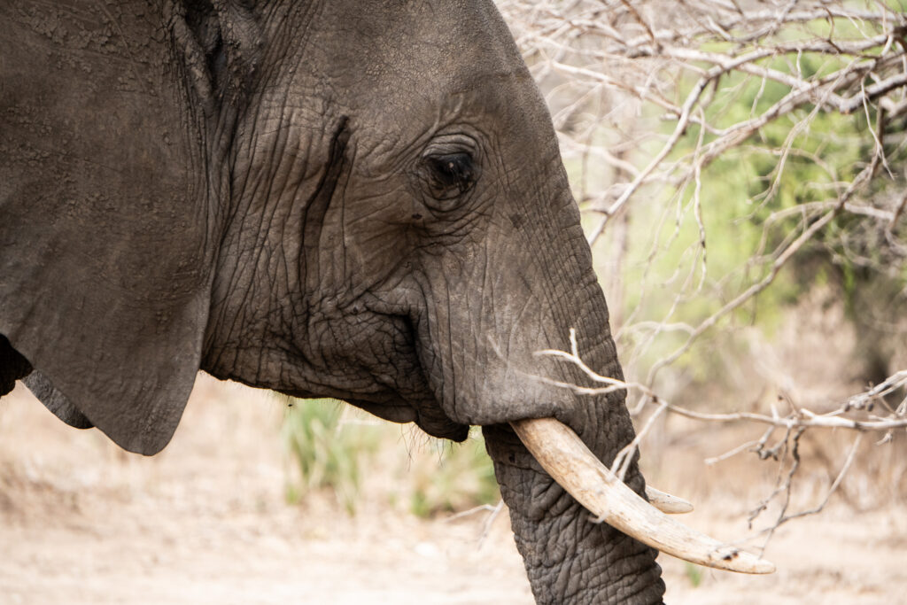 Elefant im Lower Zambezi Nationalpark in Sambia