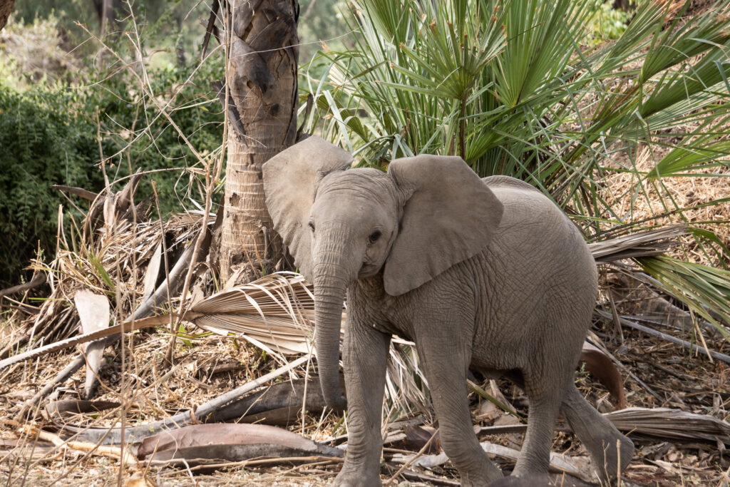 Baby Elefant im Lower Zambezi Nationalpark auf einer Sambia Reise