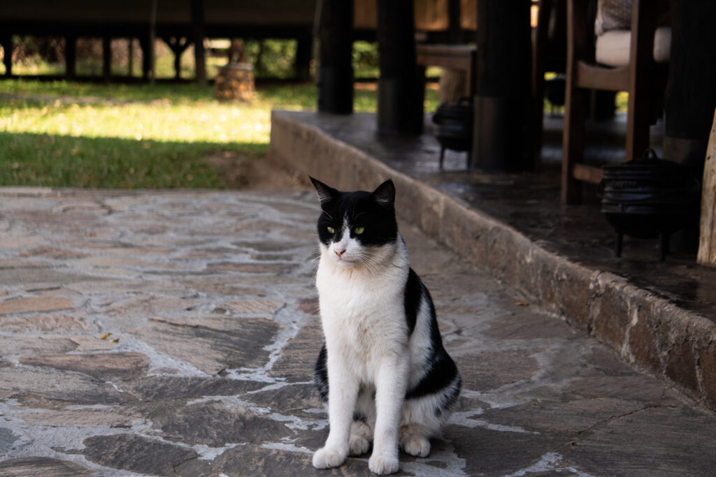 Katze in der Kiambi Lodge in Lower Zambezi in Sambia