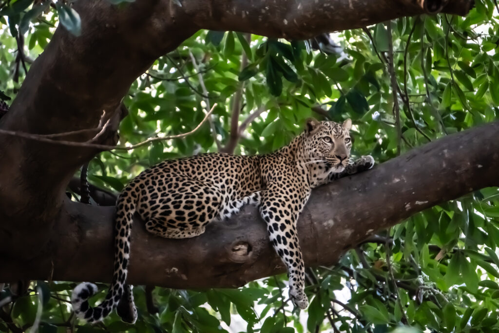 Leopard im South Luangwa Nationalpark in Sambia