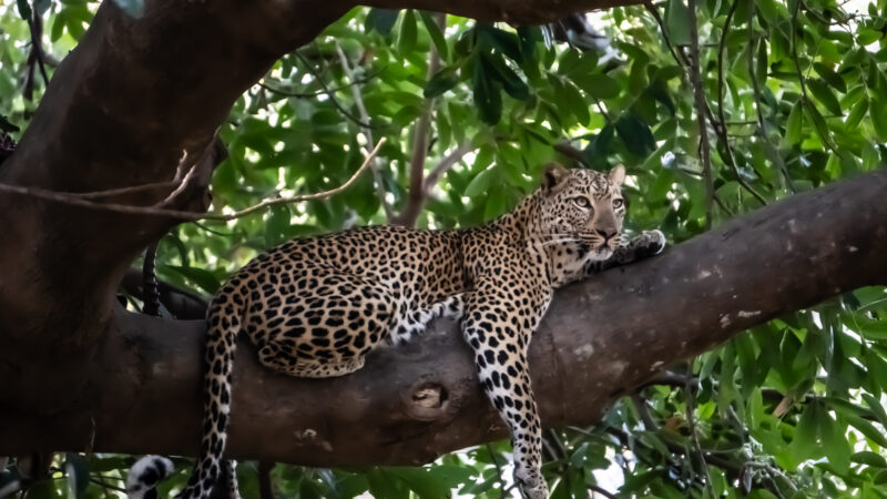 Leopard im South Luangwa Nationalpark in Sambia