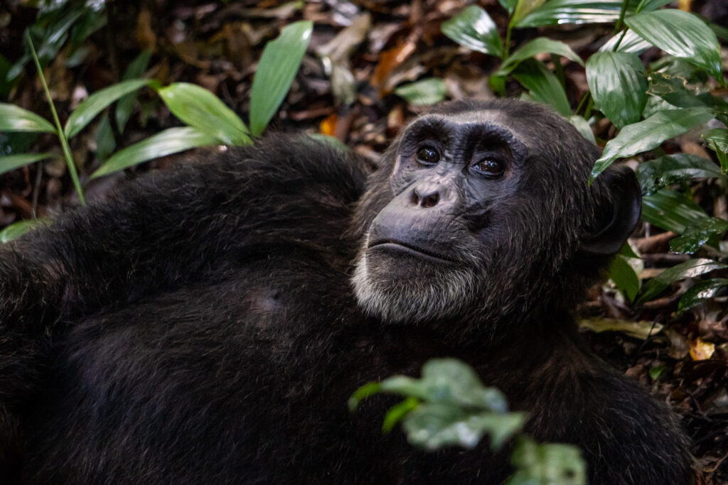 Alpha Männchen Enfuzi bei Schimpansen Trekking im Kibale Nationalpark, Uganda