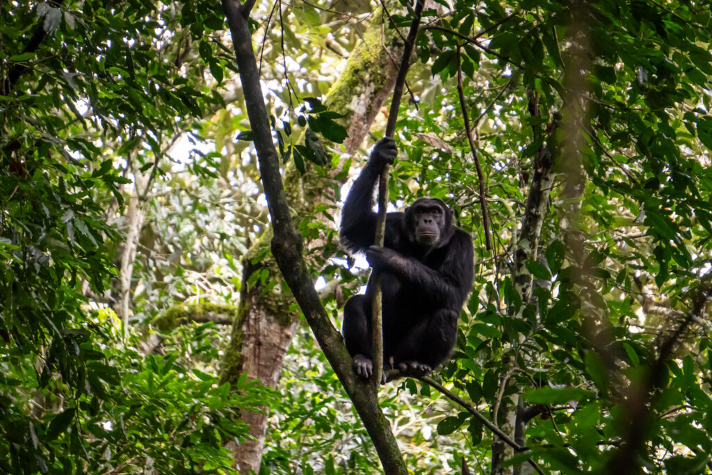 Schimpanse in Kibale Nationalpark in Uganda
