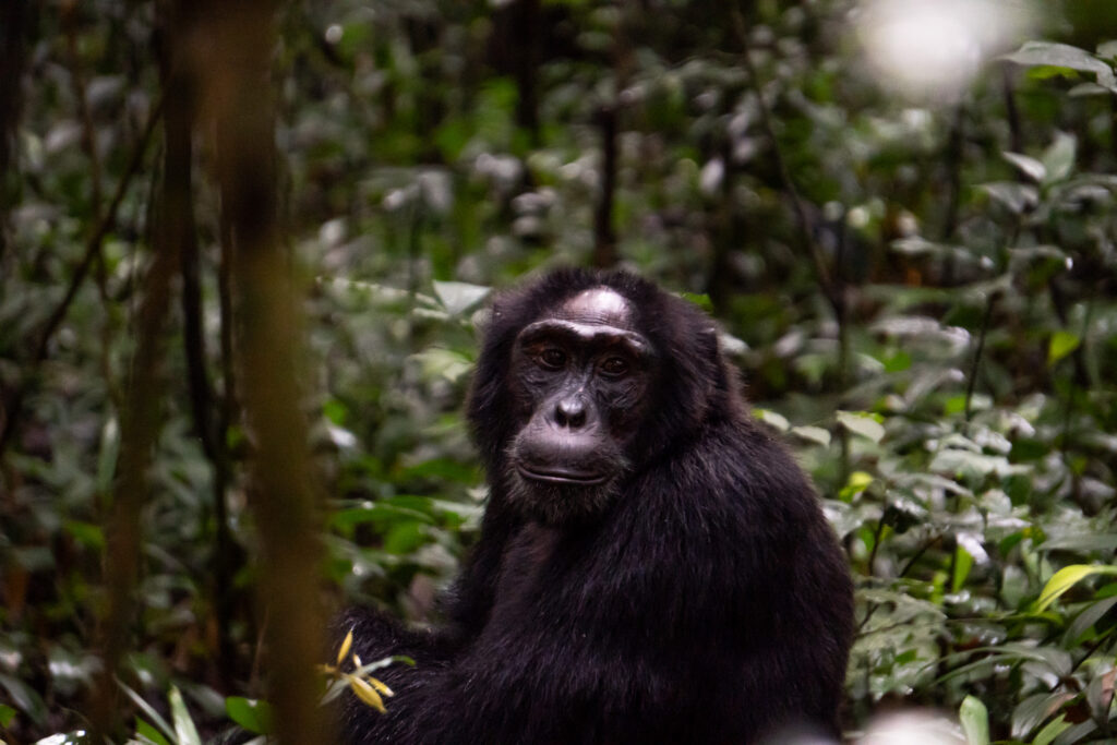 Schimpanse im Kibale Nationalpark in Uganda