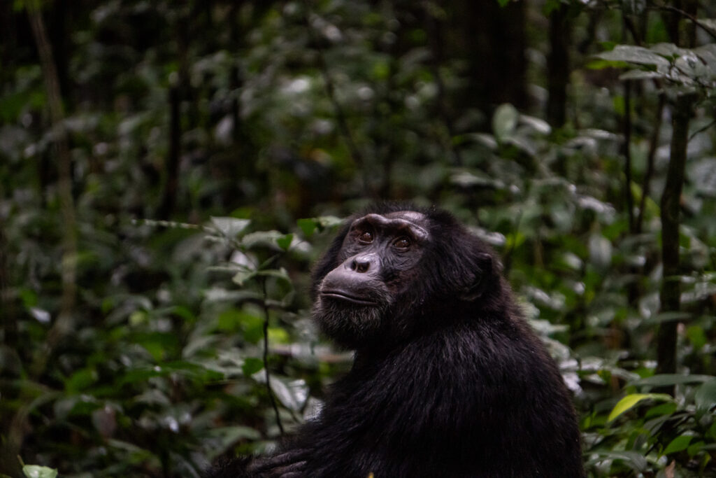Schimpansen Trekking ist das Highlight im Kibale Nationalpark in Uganda