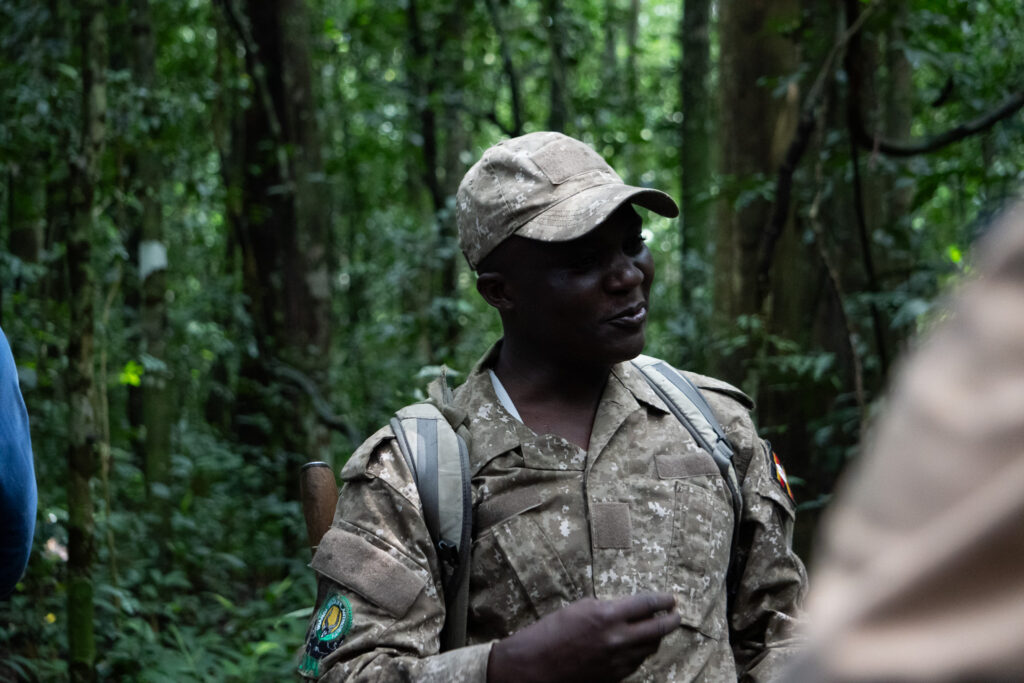 Guide bei Schimpansen Trekking im Kibale Nationapark in Uganda