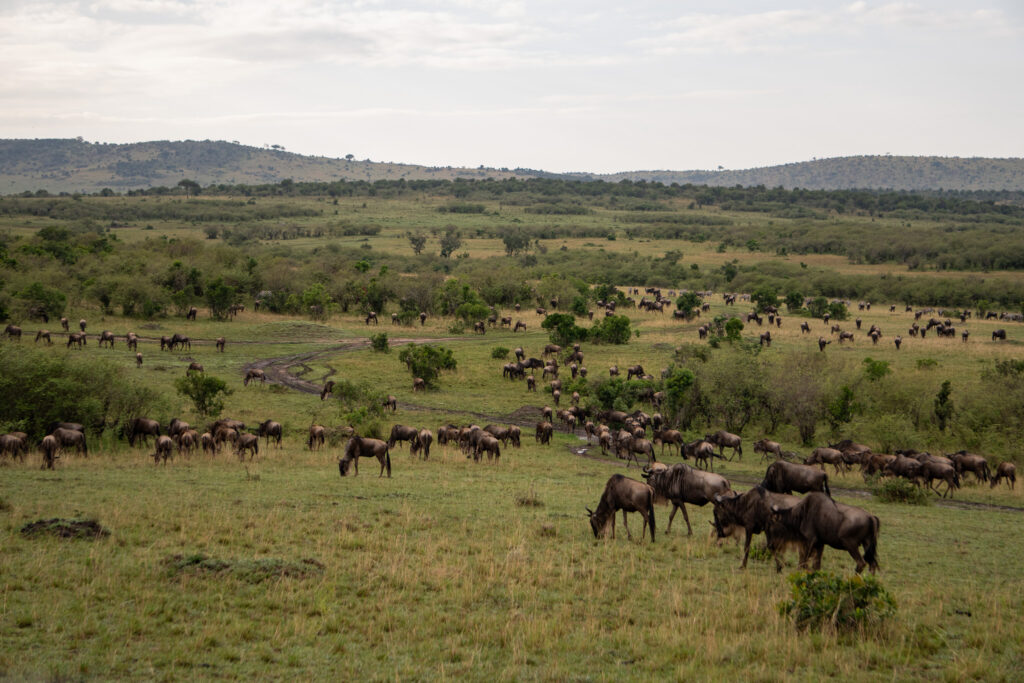 Die Große Migration auf einer Masai Mara Safari erleben