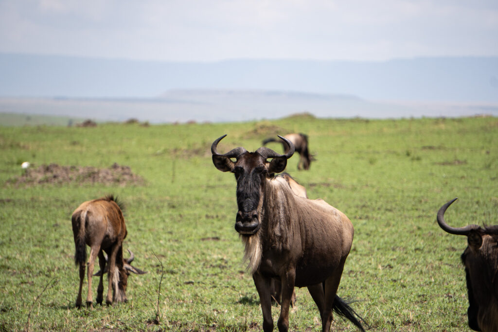 Gnu bei der Großen Migration auf einer Masai Mara Safari