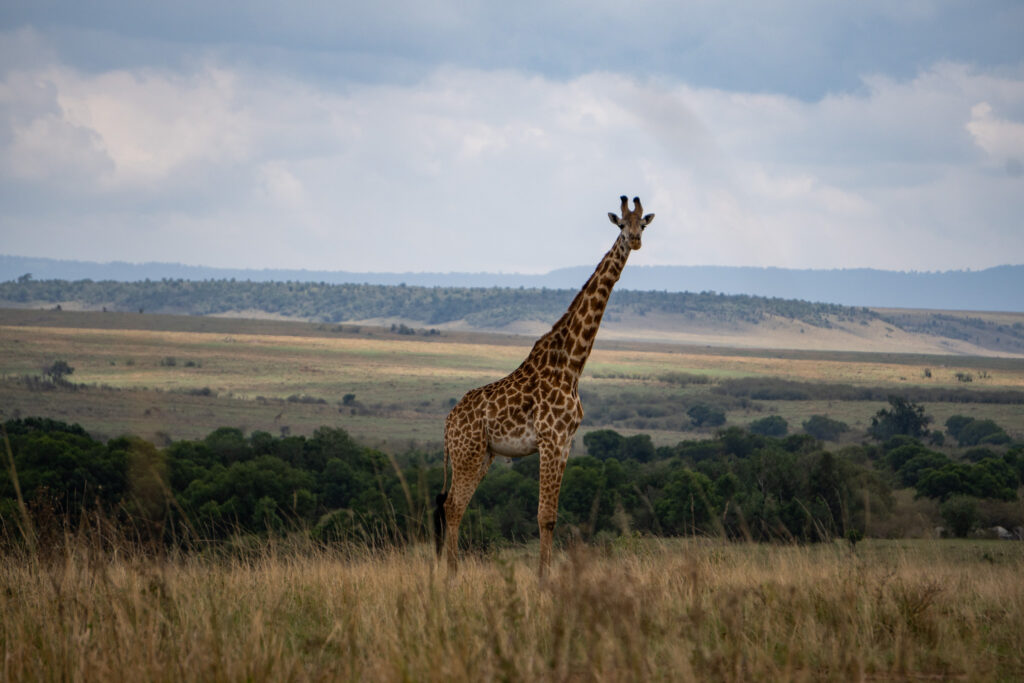 Giraffe auf einer Masai Mara Safari in Kenia
