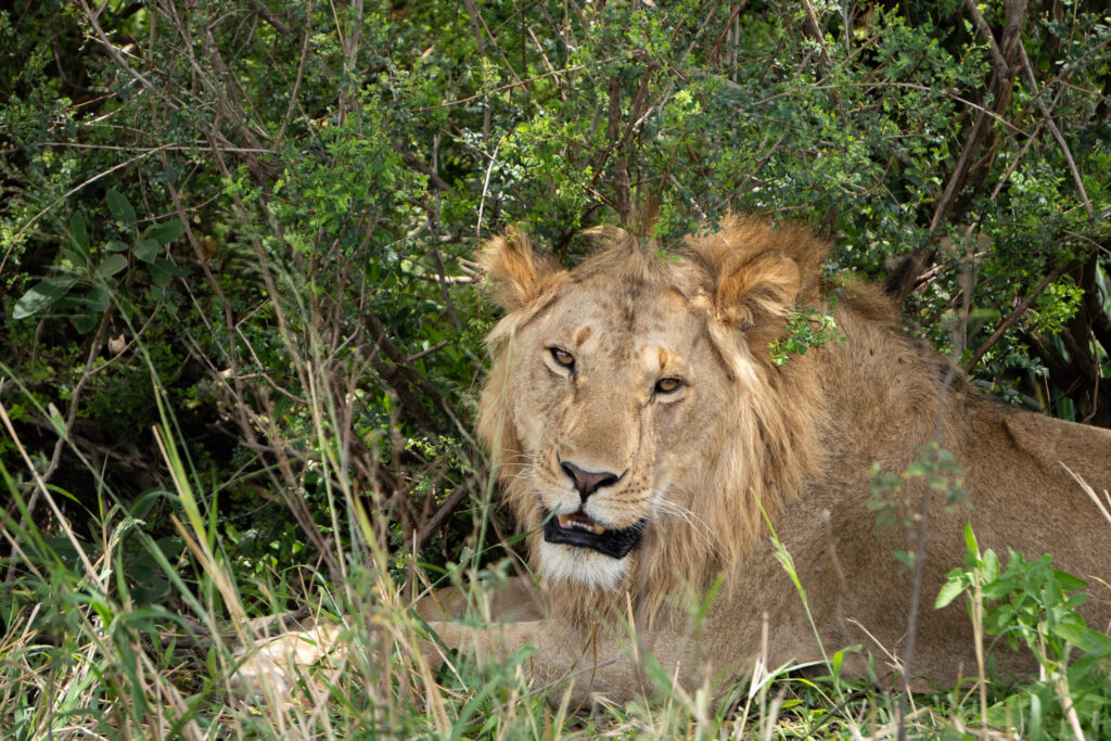 Löwe auf Masai Mara Safari