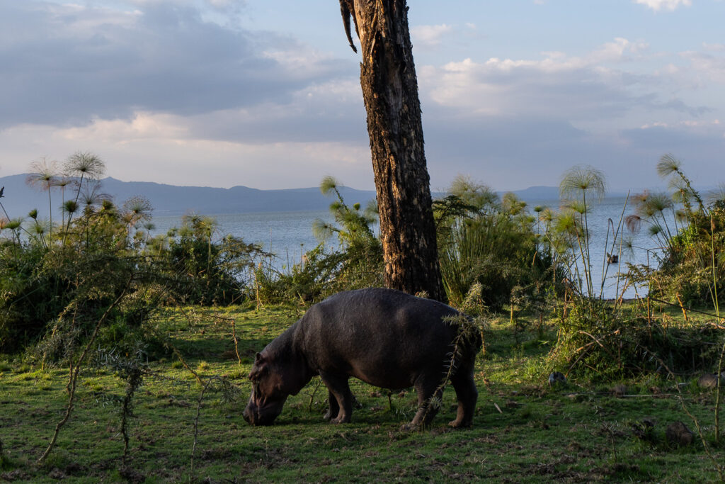 Nilpferd am Ufer des Lake Naivasha auf einer Kenia Rundreise
