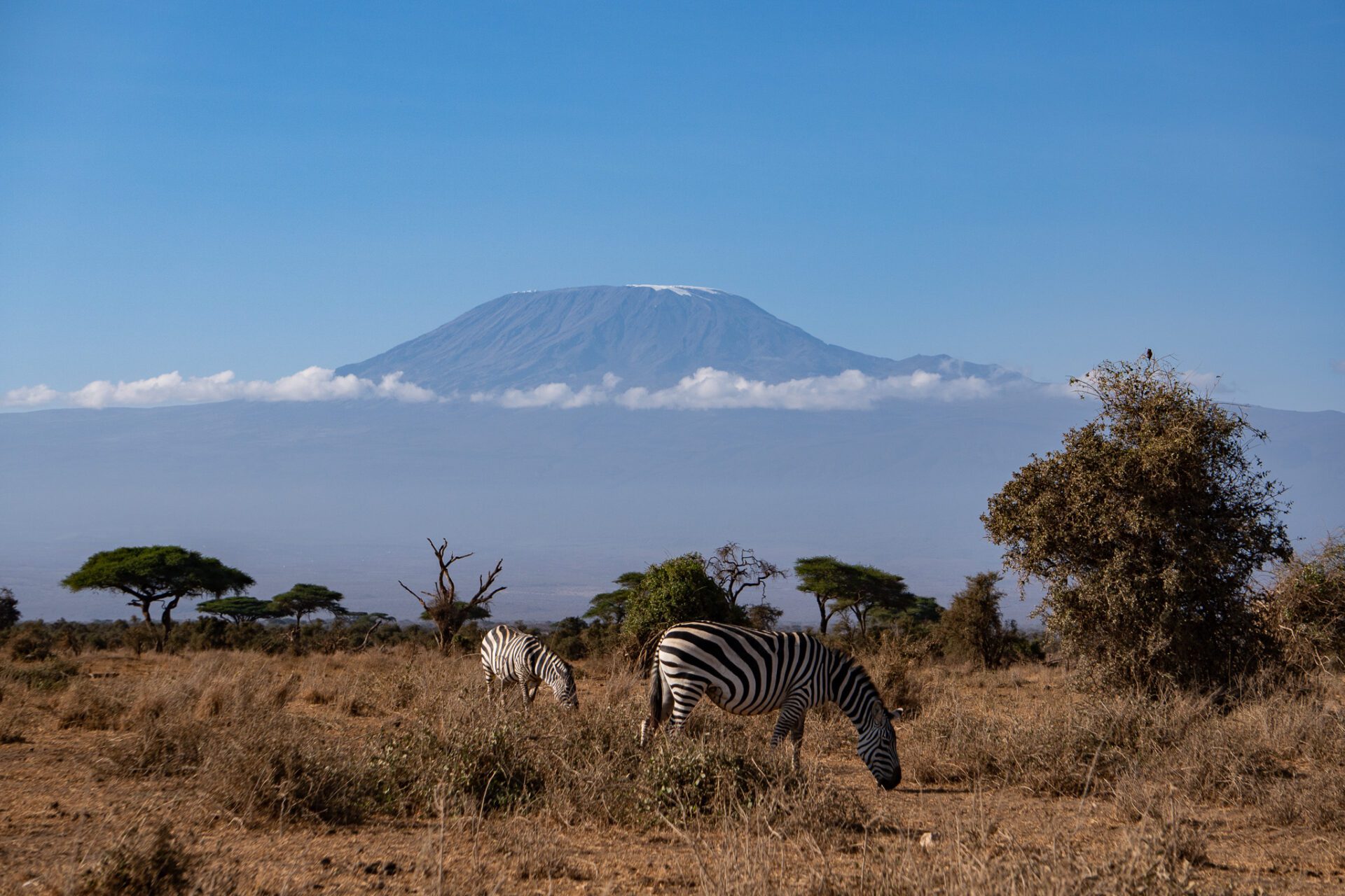 Safari im Amboseli Nationalpark auf einer Kenia Rundreise