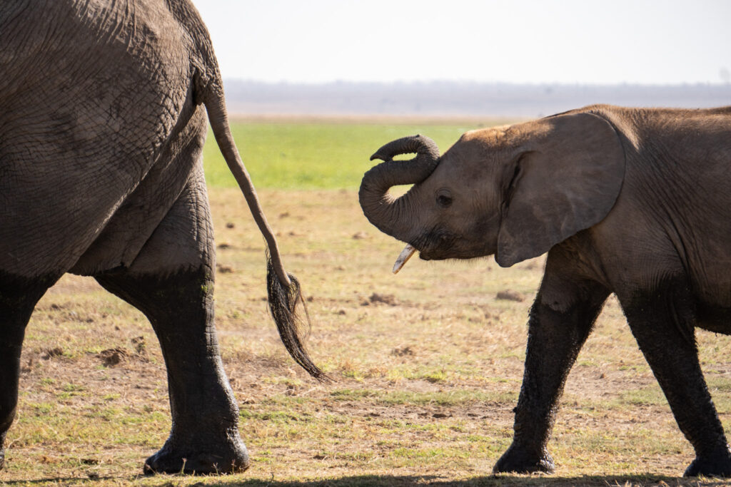 Elefanten auf einer Safari im Amboseli Nationalpark