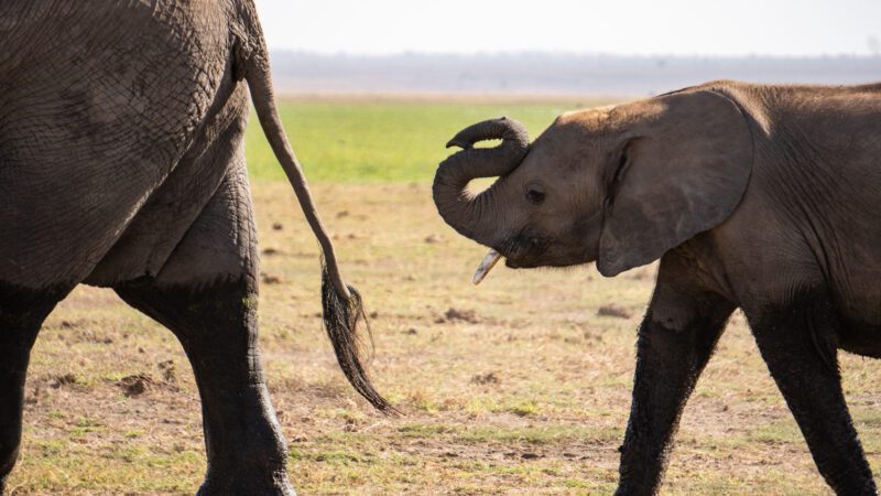Elefanten auf einer Safari im Amboseli Park