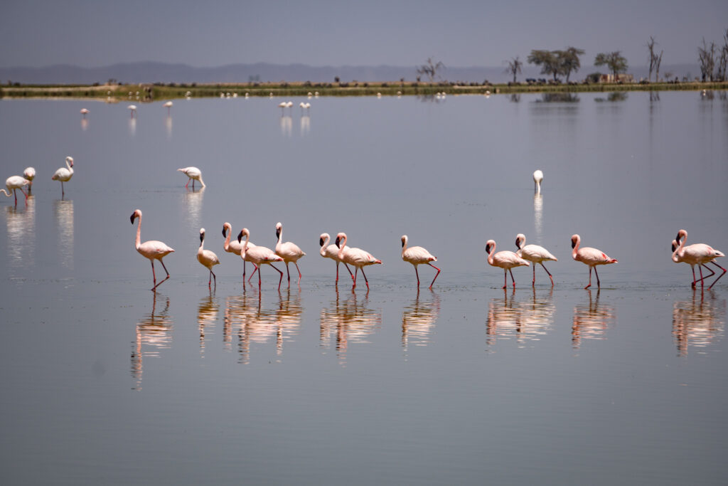 Flamingos im Amboseli Nationalpark