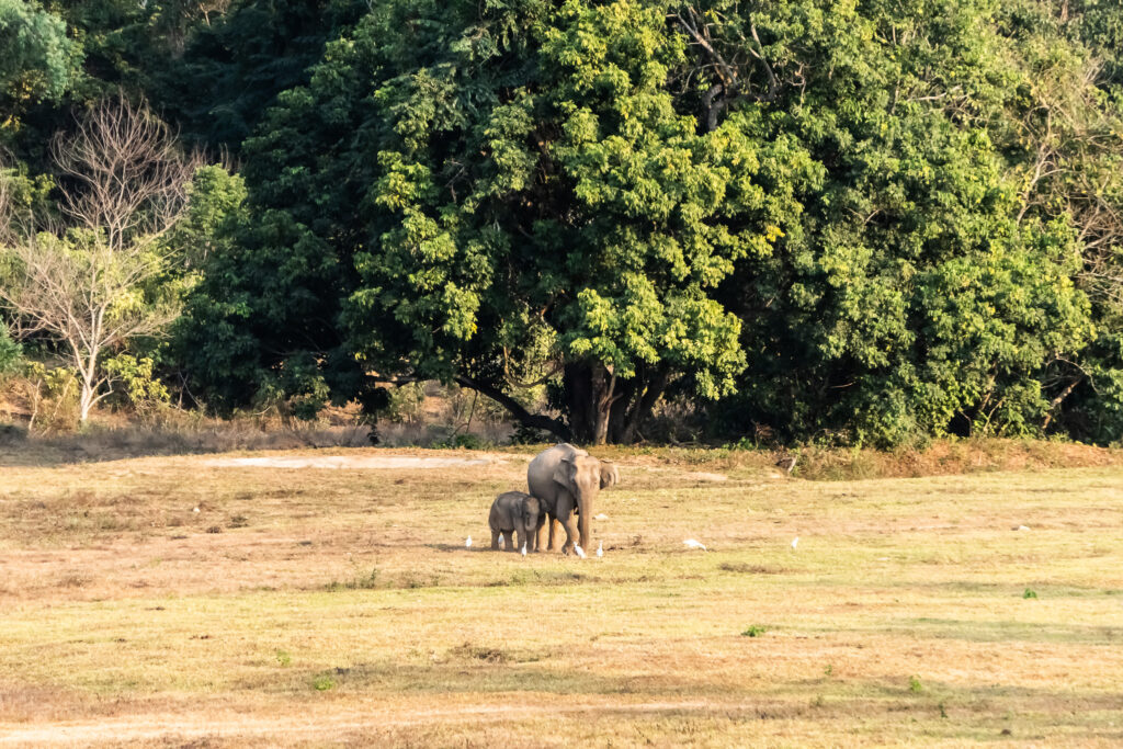 Wilde Elefanten im Kui Buri Nationalpark in Thailand
