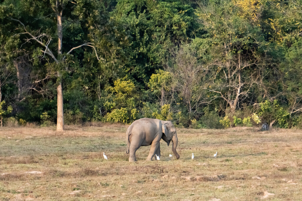 Im Kui Buri Nationalpark in der Nähe von Hua Hin kann man wilde Elefanten sehen