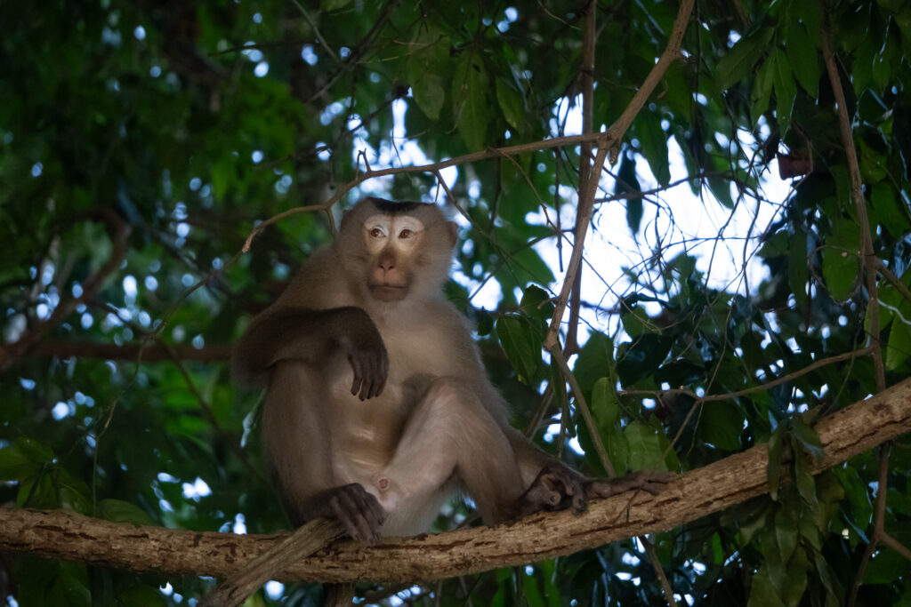 Makakenmännchen im Khao Yai Nationalpark
