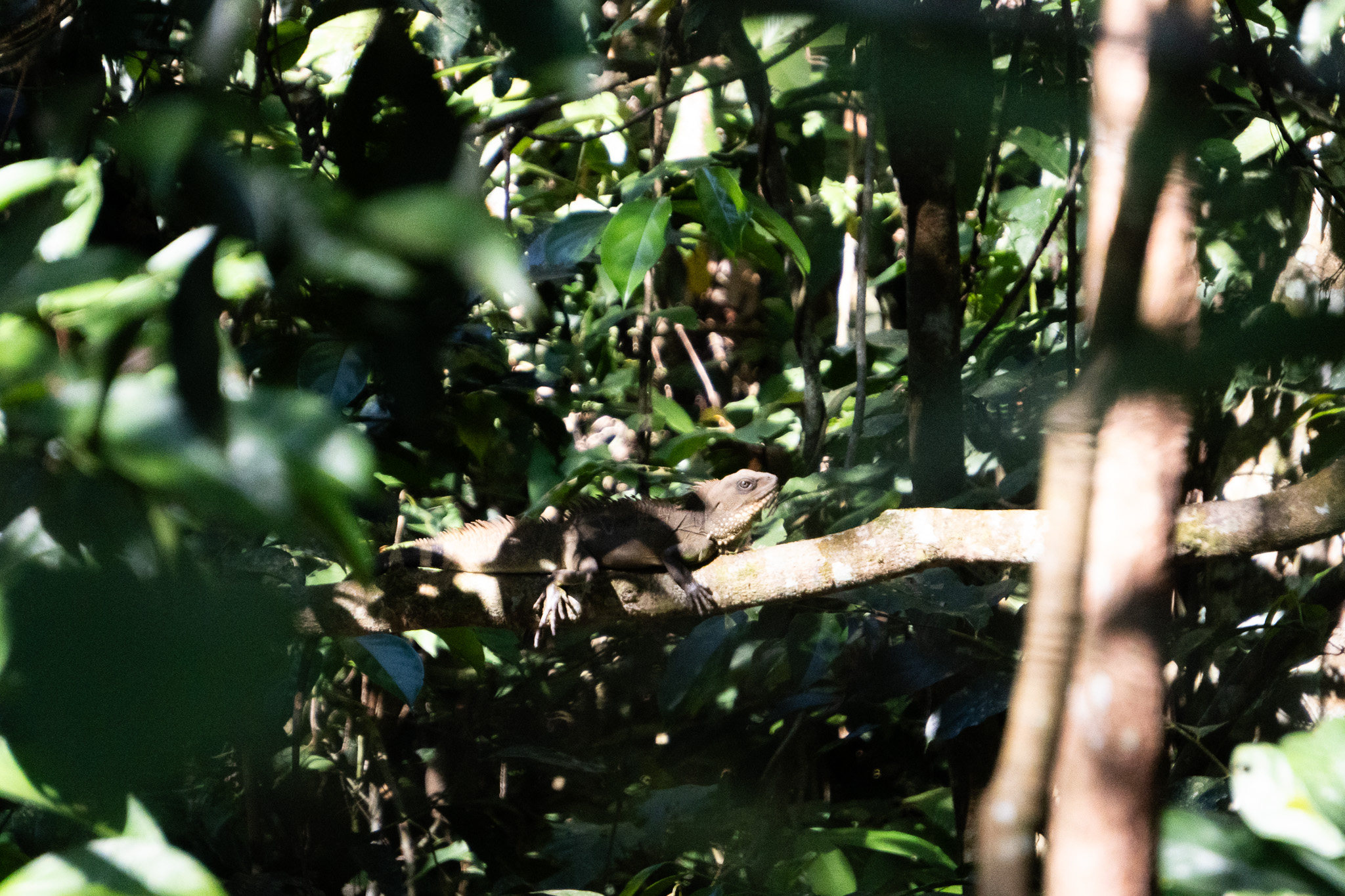 Khao Yai Nationalpark Thailand Geheimtipp für Naturliebhaber