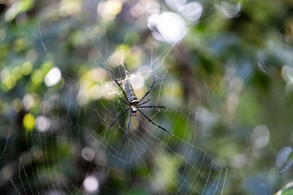 Spinne im Khao Yai Nationalpark