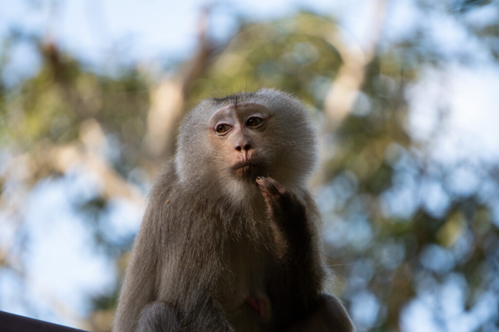 Makake im Khao Yai Nationalpark