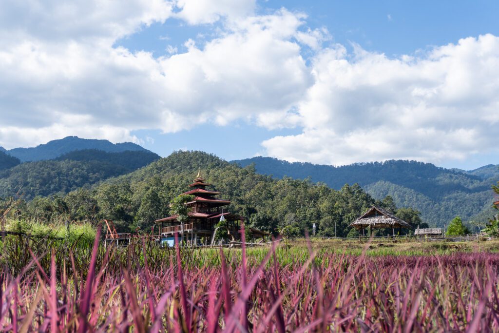 Reisfelder in Pai in Nordthailand