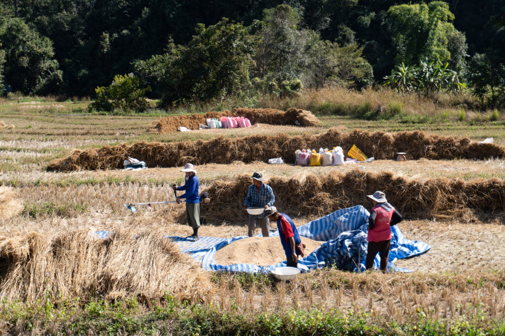 Reisbauern in Pai bei der Arbeit