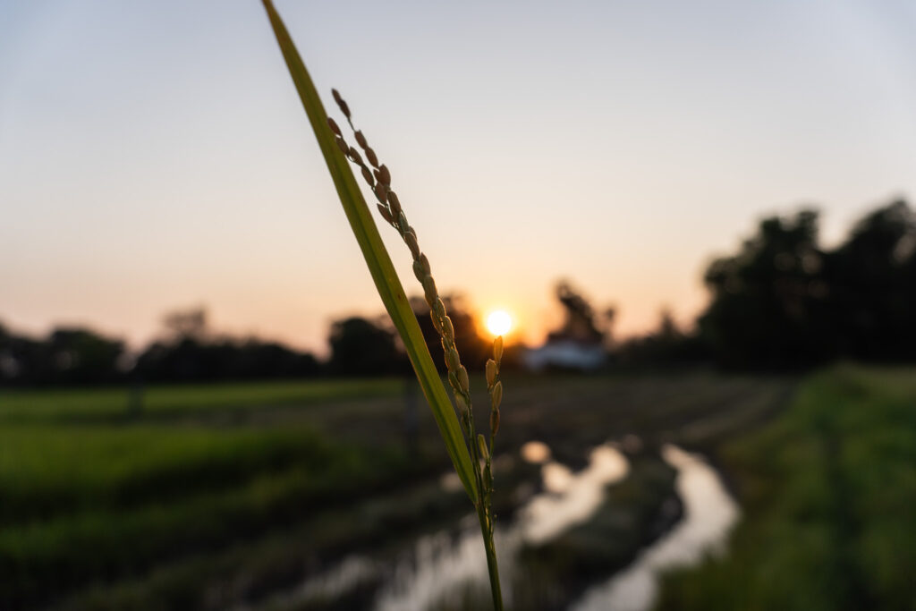 Sonnenuntergang auf dem Reisfeld in Siem Reap, Kambodscha
