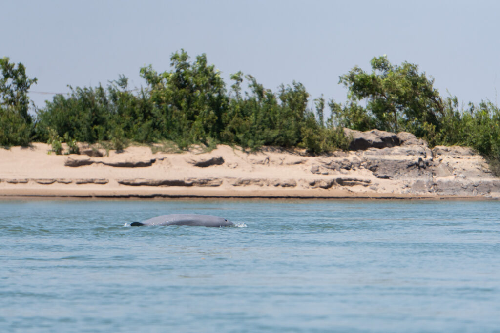 Irawadi Delfine im Mekong bei Kratie in Kambodscha