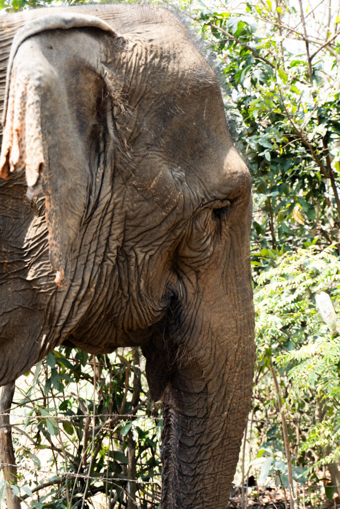 Wunderschöne Elefantendame in Laos